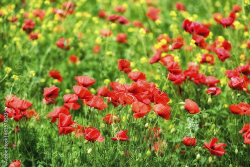 Fototapeta Naklejka Na Ścianę i Meble -  closeup of red poppies on cereal field in summer