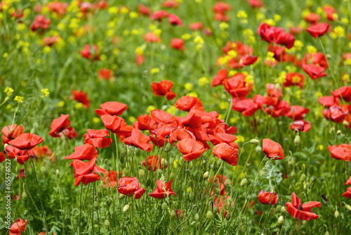 closeup of red poppies on cereal field in summer