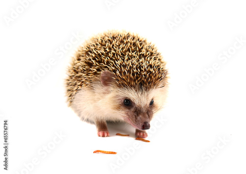 Hedgehog isolate on white background