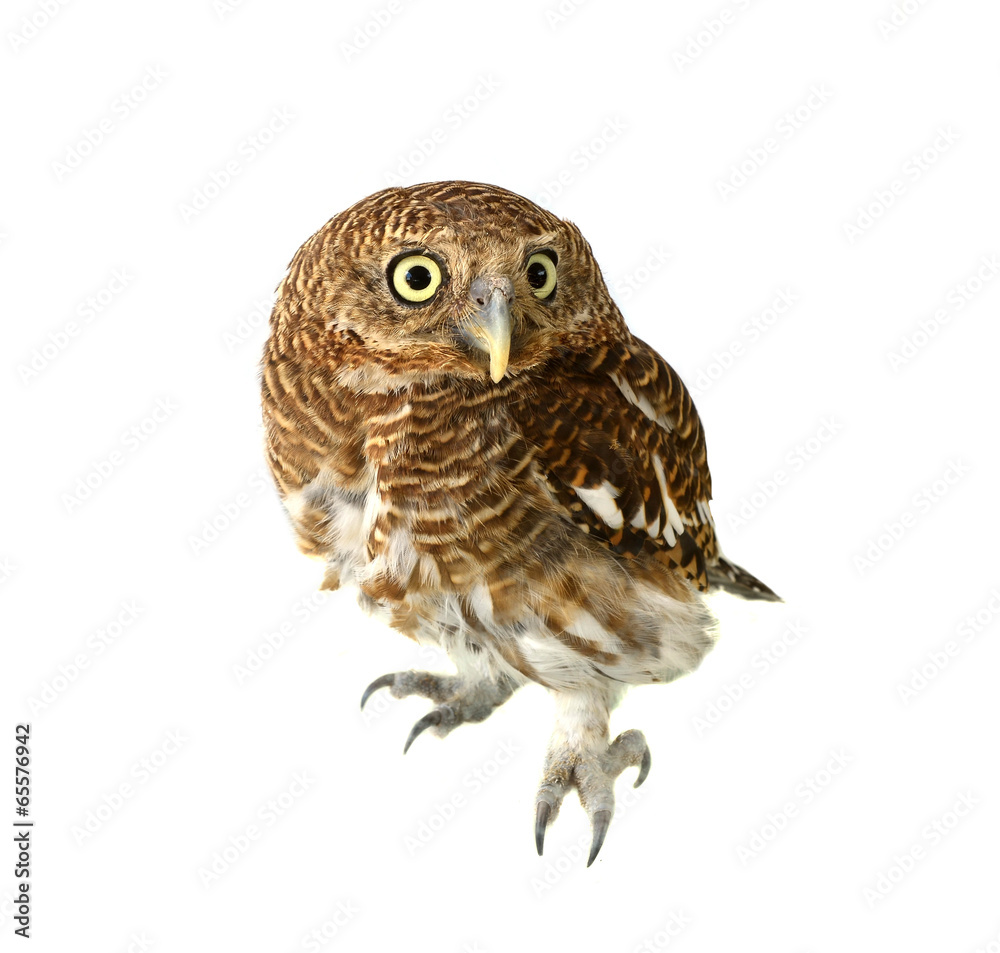 Fototapeta premium owl of white background