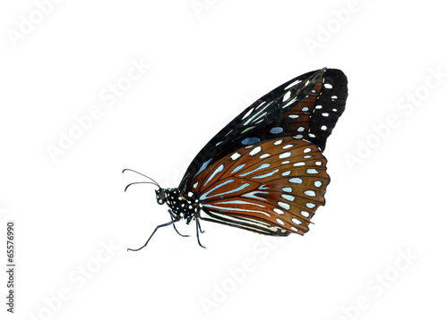 butterfly isolated on white © evegenesis
