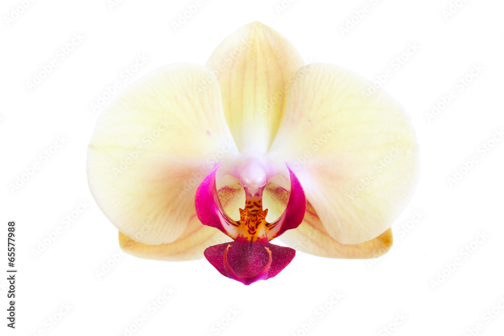Flower of a yellow orchid Flower of a yellow orchid