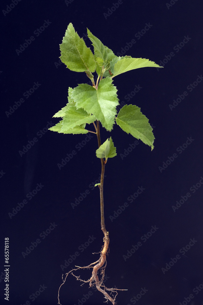 Obraz premium Birkensproessling