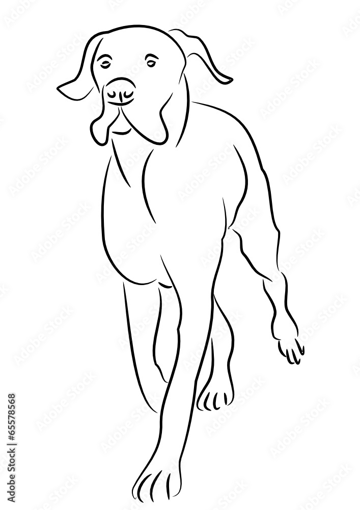 Fototapeta premium Deutsche Dogge trabend