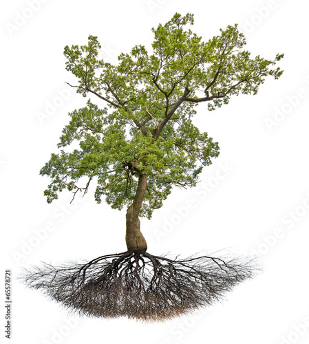 green old oak tree with root on white