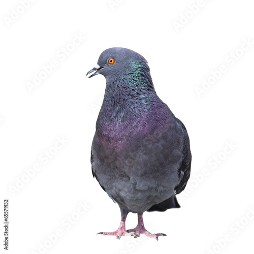 isolated feral pigeon