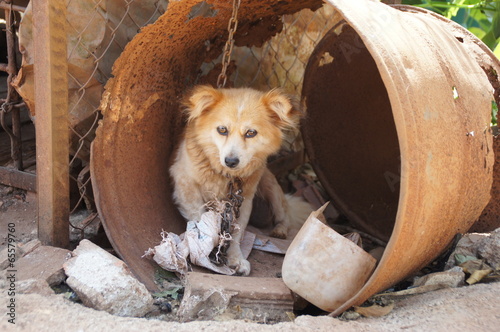 Trauriger Hund in Tonne - Vietnam photo