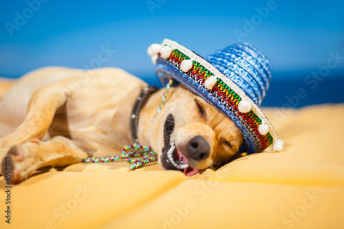drunk mexican dog © Javier brosch