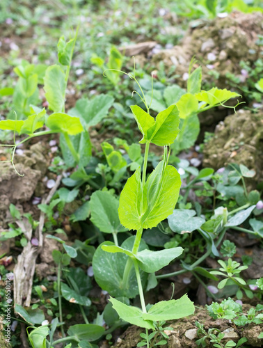 garden peas leaf