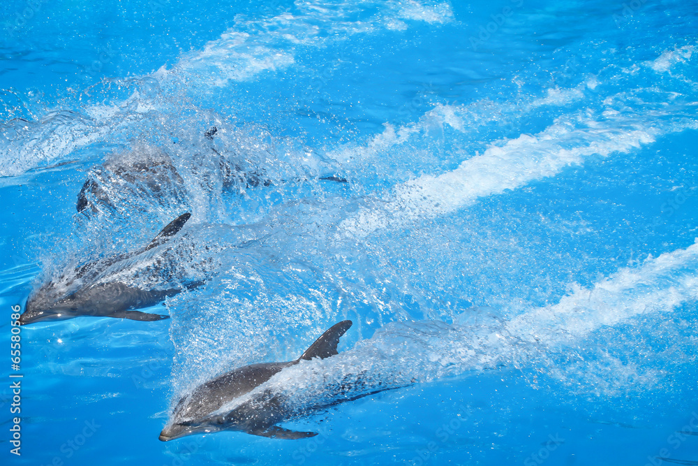 Naklejka premium dolphins in action
