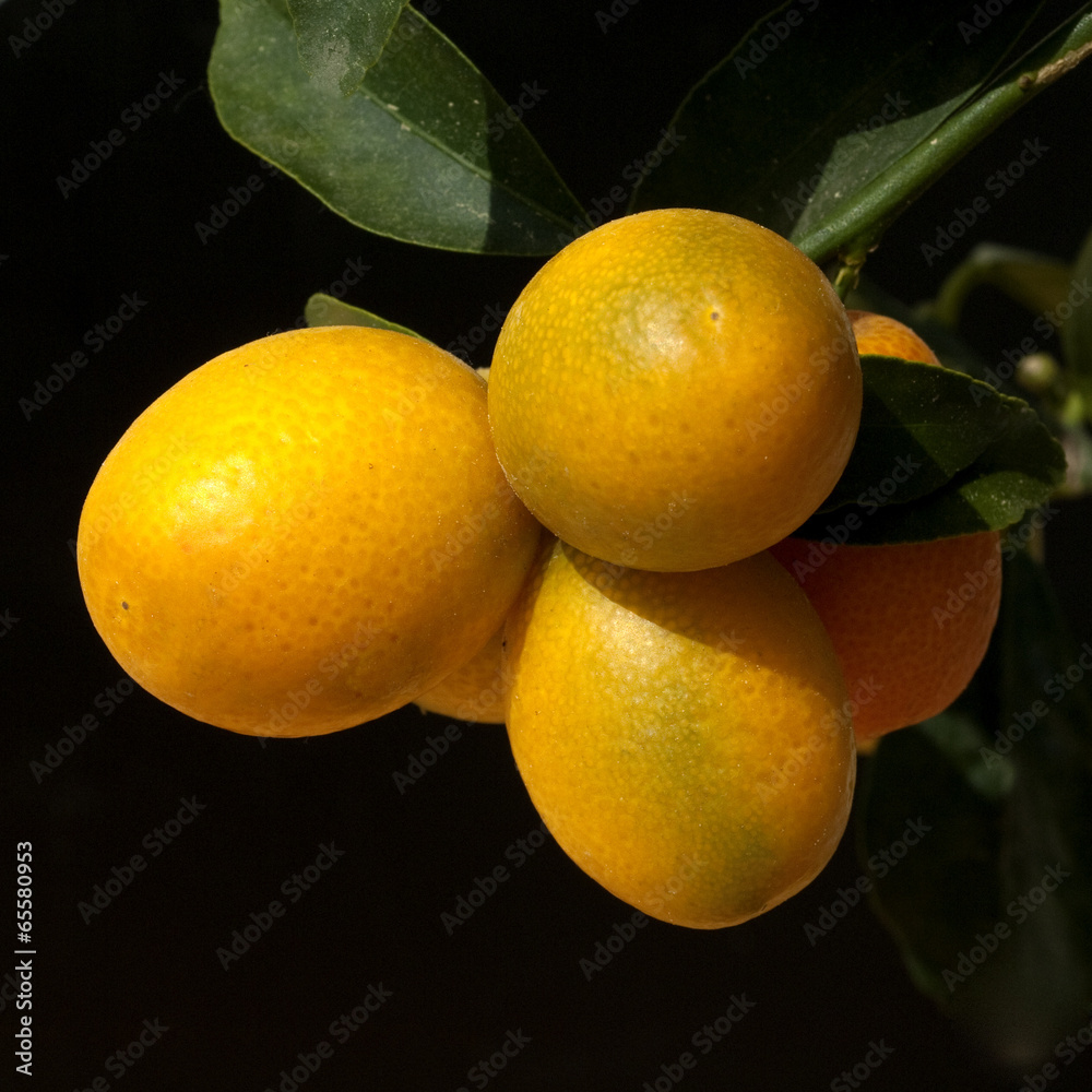Kumquats; Fortunella; Citrus;