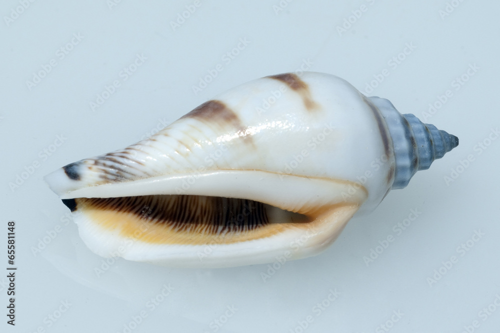 Naklejka premium meeresschnecken