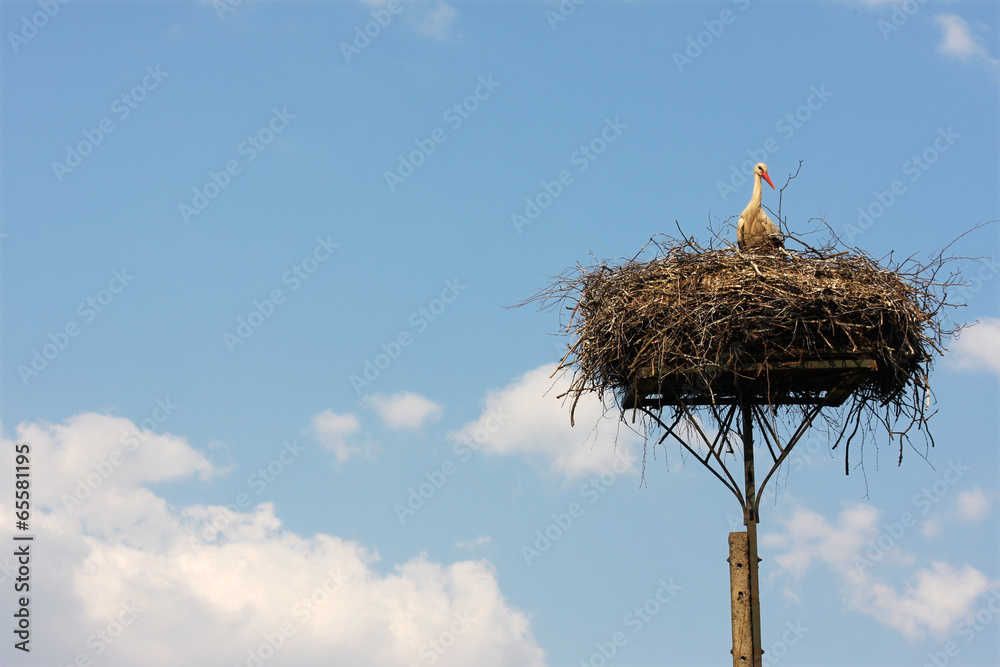 Fototapeta premium Stork in a nest
