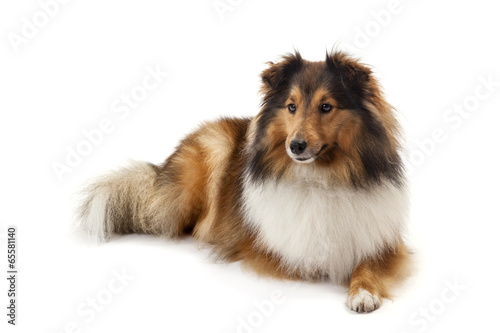 Fototapeta Naklejka Na Ścianę i Meble -  Shetland sheepdog