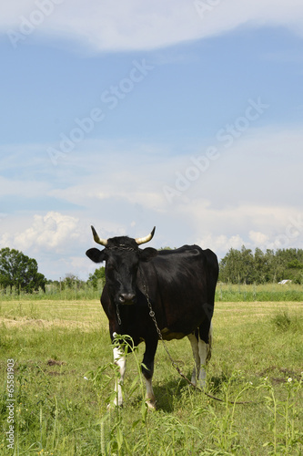   cows graze in the meadow.