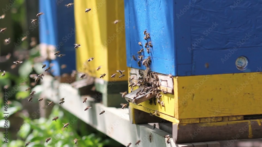 Bees are flying on a sunny afternoon in the hive. Bees are flying on a sunny afternoon in the hive.