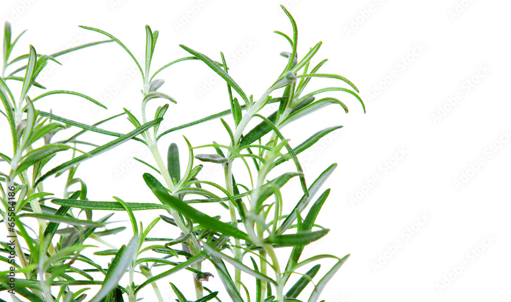 Fototapeta premium Rosmarin
