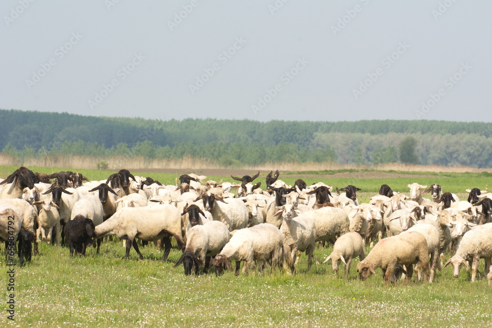 Fototapeta premium sheep on the grass