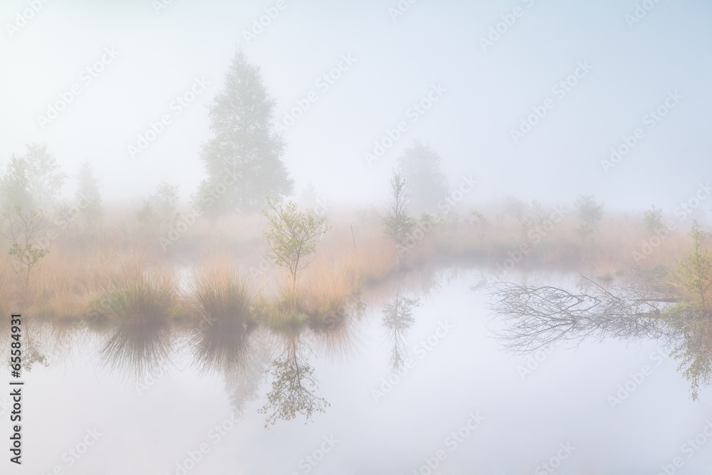 old swamp in dense morning fog old swamp in dense morning fog