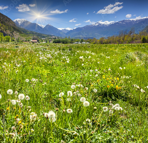 Alpine meadow with blossoming dandelions. photo