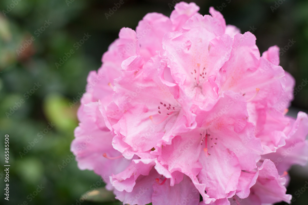 Rhododendron Rhododendron