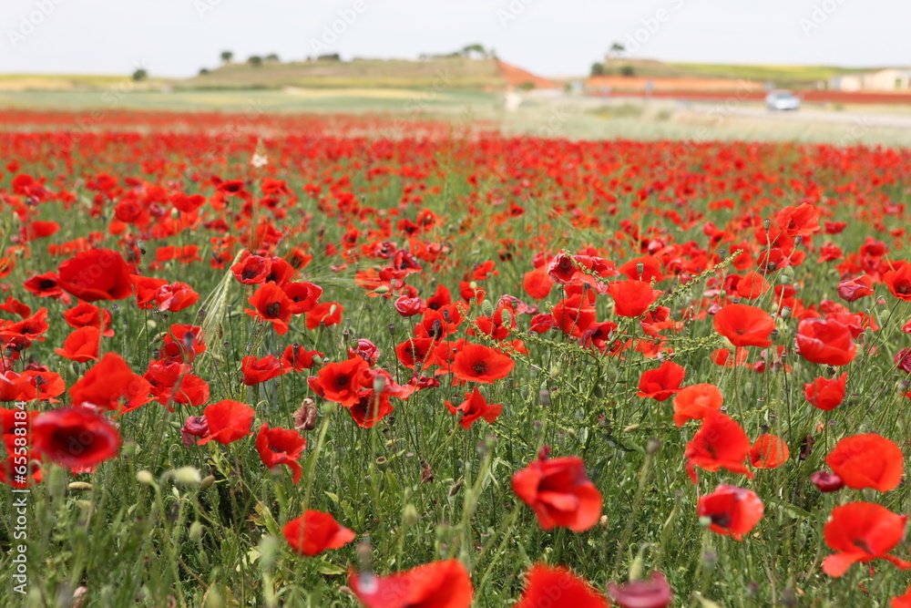 Obraz premium red poppy field