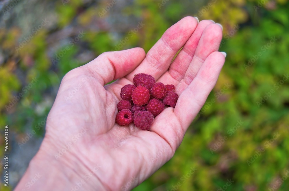 Freshly picked red raspberries in a womans hand. Freshly picked red raspberries in a womans hand.
