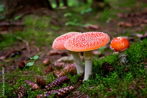 Poisonous fly agaric in the forest in summer.