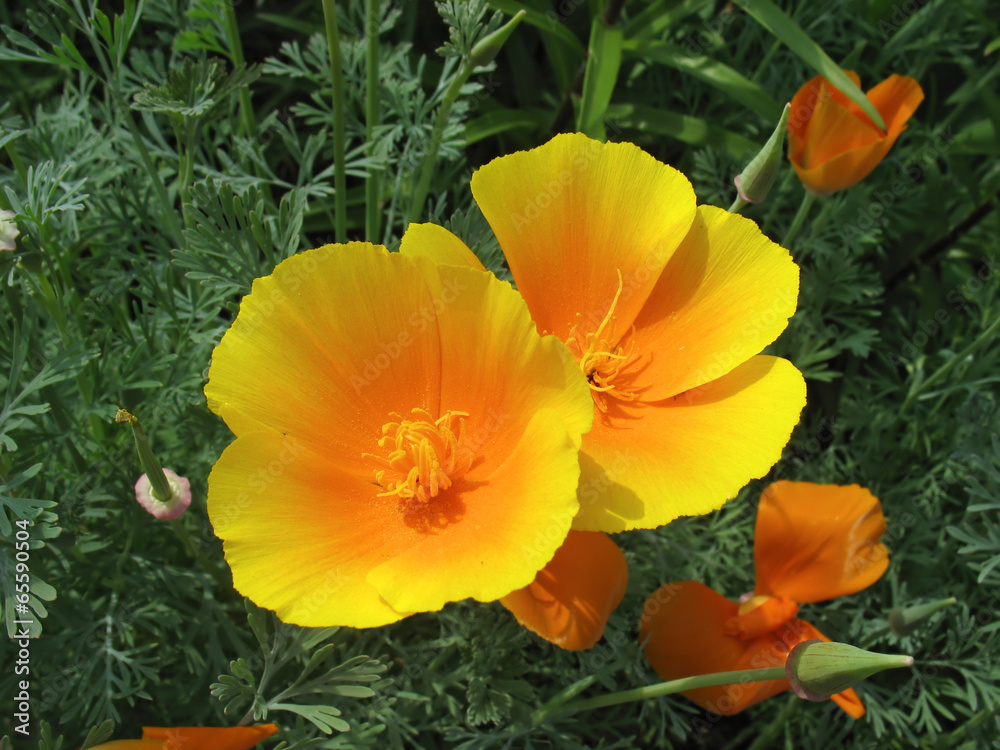 Orange eschscholzia (California poppy) against green grass Orange eschscholzia (California poppy) against green grass