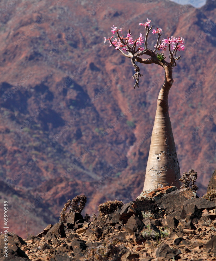 Obraz premium Bottle tree in bloom - adenium obesum