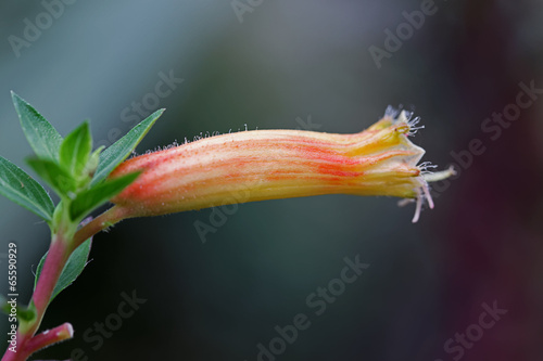 large tubular flower of South African Erica Versicolor