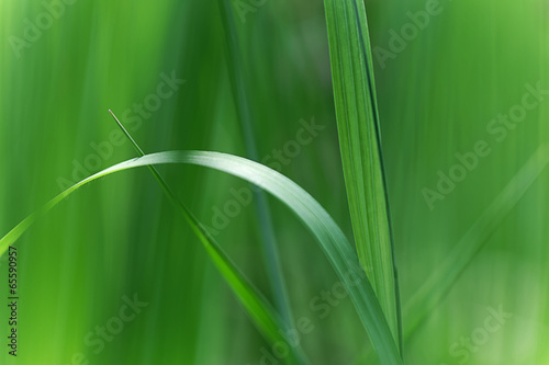 close up of green leaves of grass