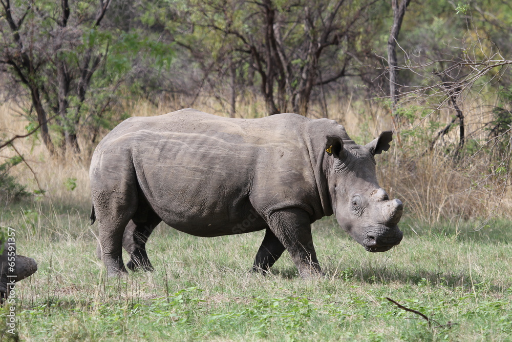 Nashorn in Landschaft, Matopos Nationalpark Nashorn in Landschaft, Matopos Nationalpark