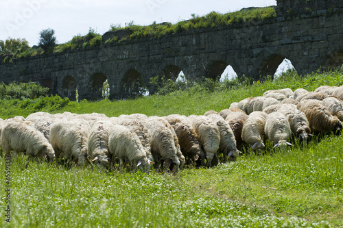 sheep in the pasture photo