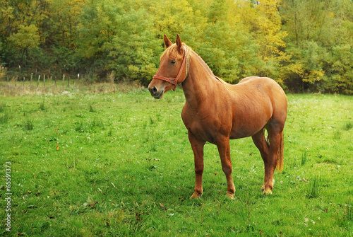 farm horse in nature