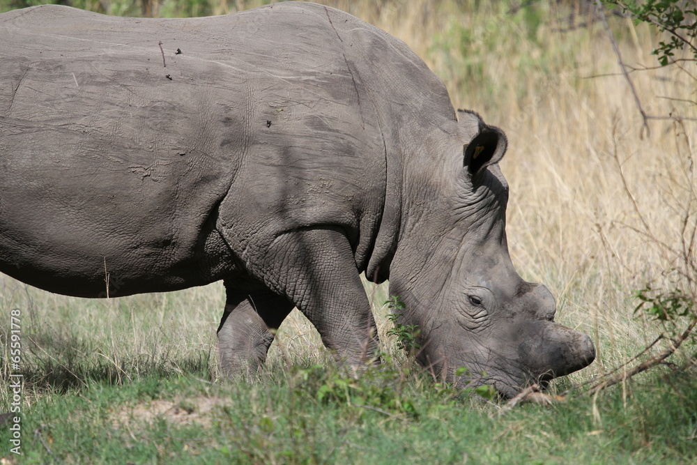 Fototapeta premium Nashorn