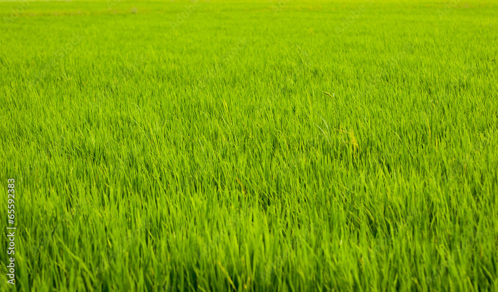 green field