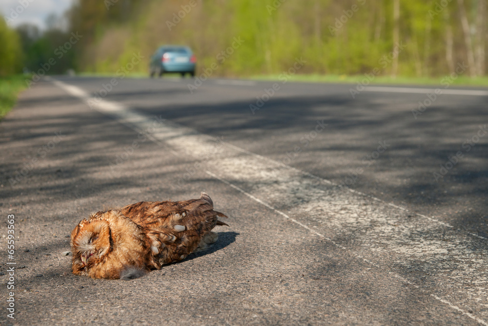 Naklejka premium toter Waldkauz