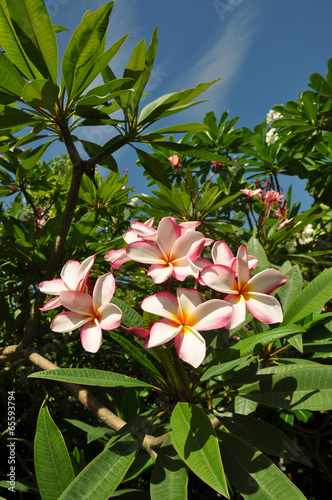 The pink plumeria flower photo