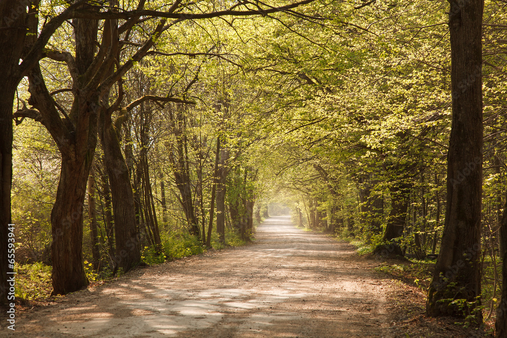 Fototapeta premium Road through the forest
