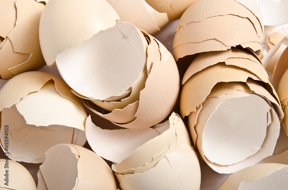 egg shell