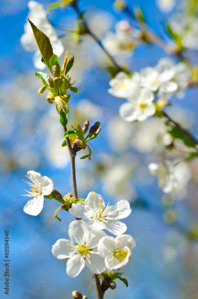 flowering buds