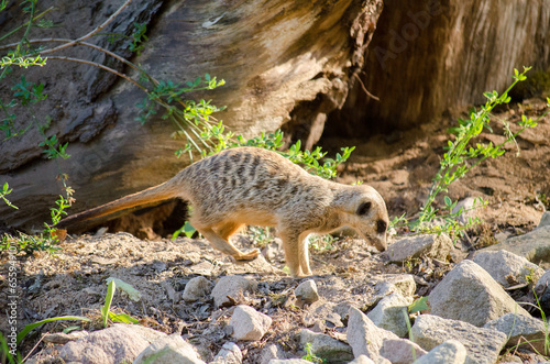 Zoo_Zwiesel_Erdmännchen_3 photo