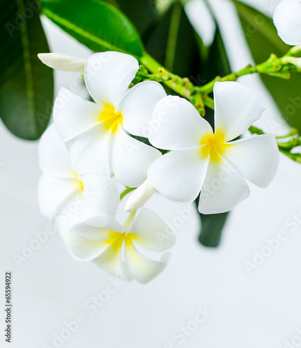 white plumeria flowers © weedezign