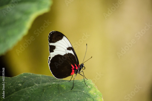 Zoo_Blatt_Schmetterling_Pflanze photo