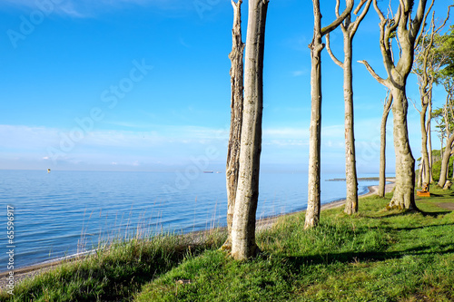 Beech trees at the Baltic Sea