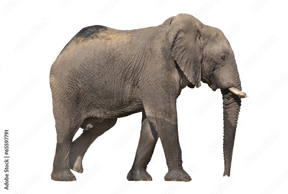 Obraz premium Walking elephant on white