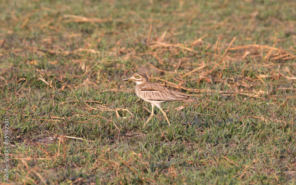 Closeup of Water thick-knee, Chobe River