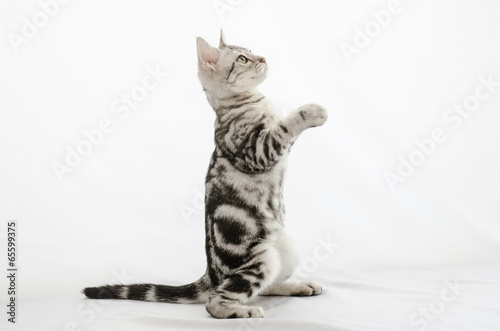 American Shorthair photo