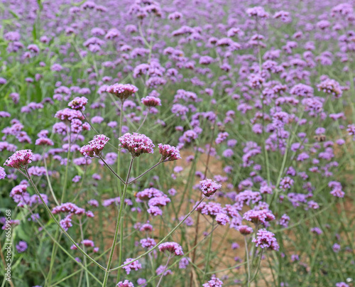 verbena field photo